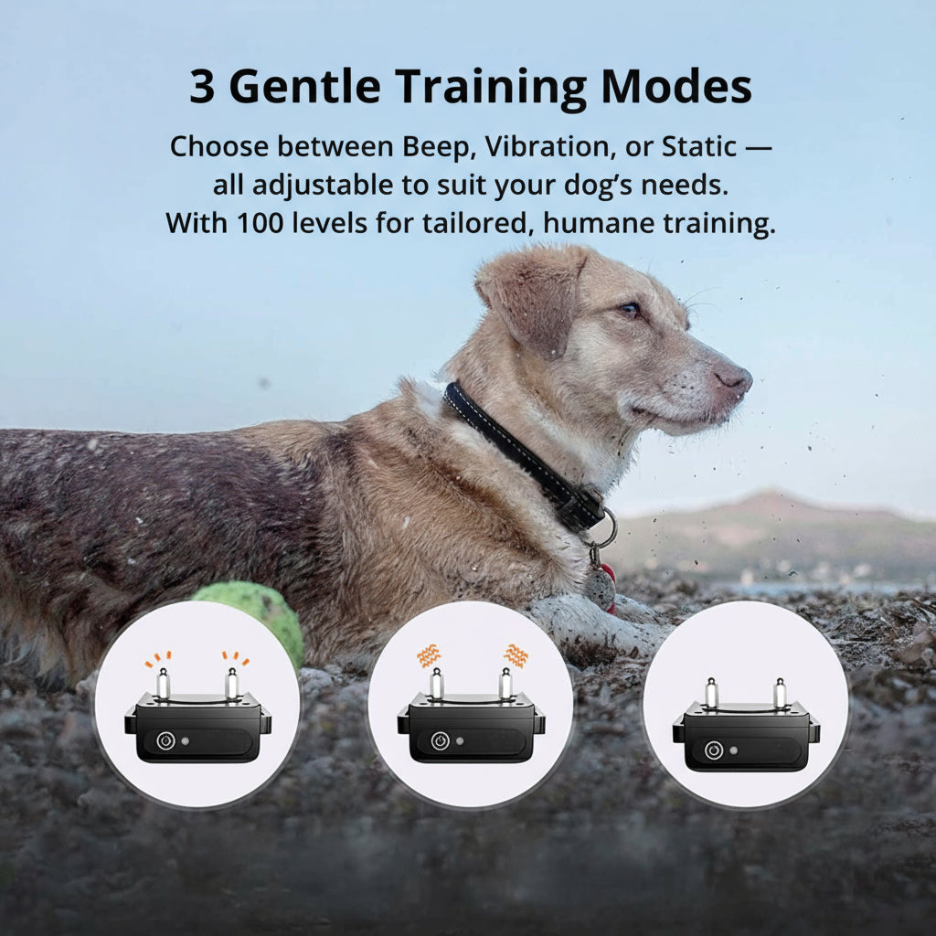 1000m Waterproof Dog Training Collar with Remote, Rechargeable & Adjustable