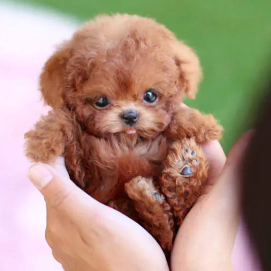 Smart CuddlePup Robot Dog Toy | Ideal for Kids & Seniors Gifts