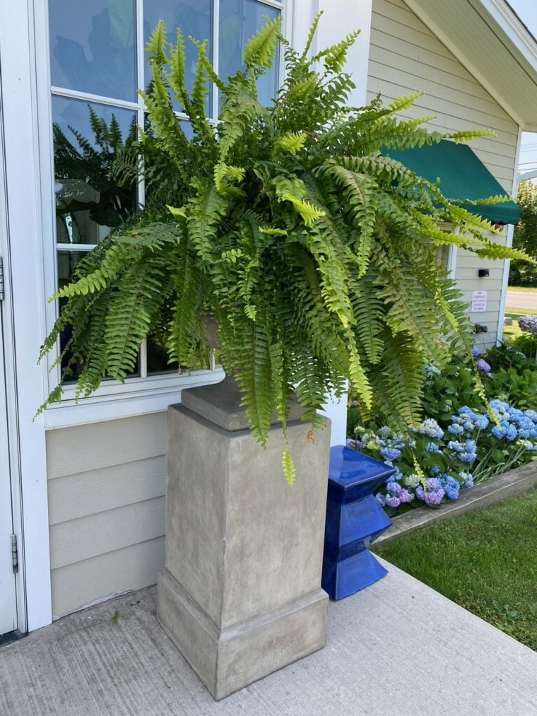 UV Resistant Faux Boston Fern | Realistic, Waterproof & No-Maintenance Outdoor Greenery