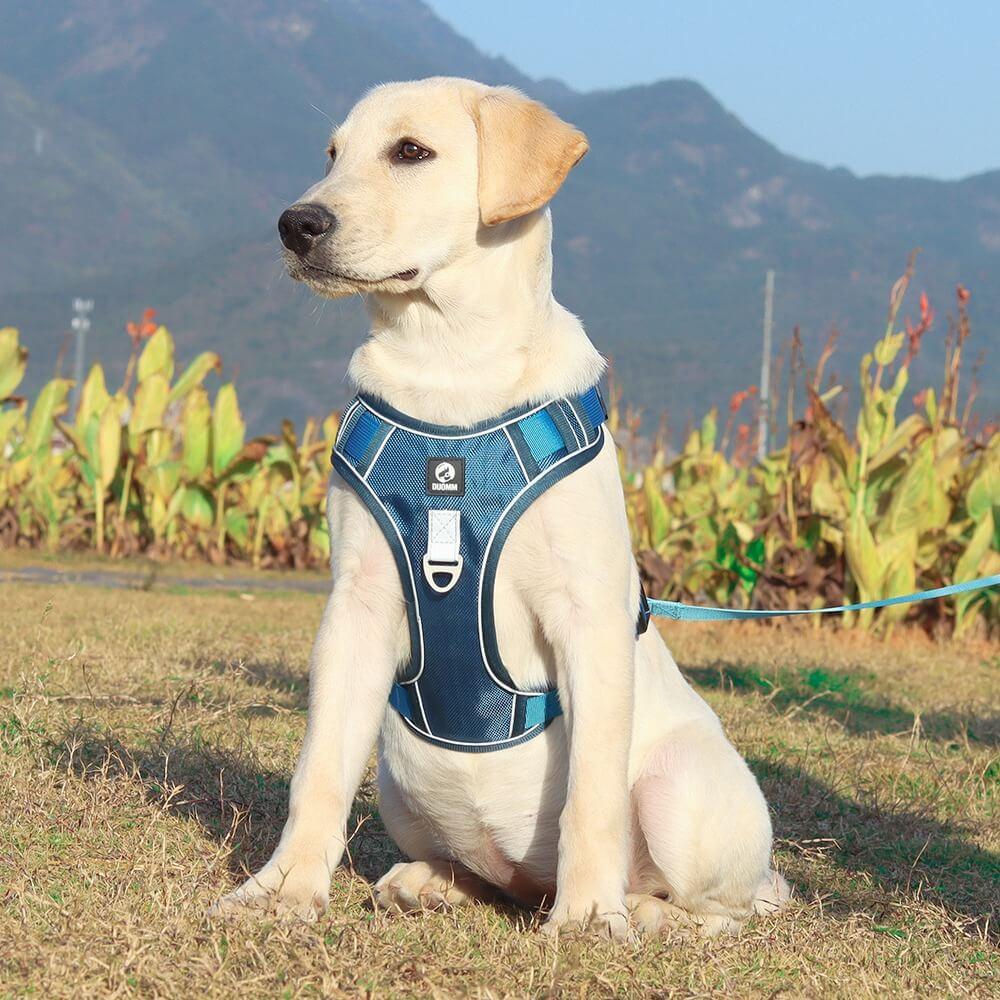 Ultimate No-Pull Dog Harness for Stress-Free Walks