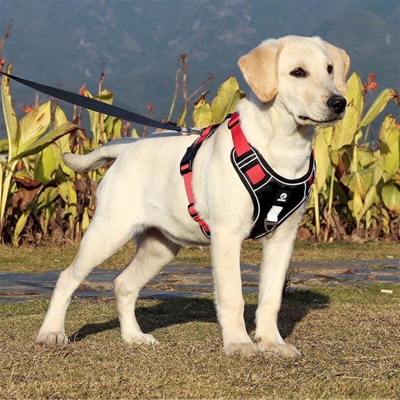 Ultimate No-Pull Dog Harness for Stress-Free Walks