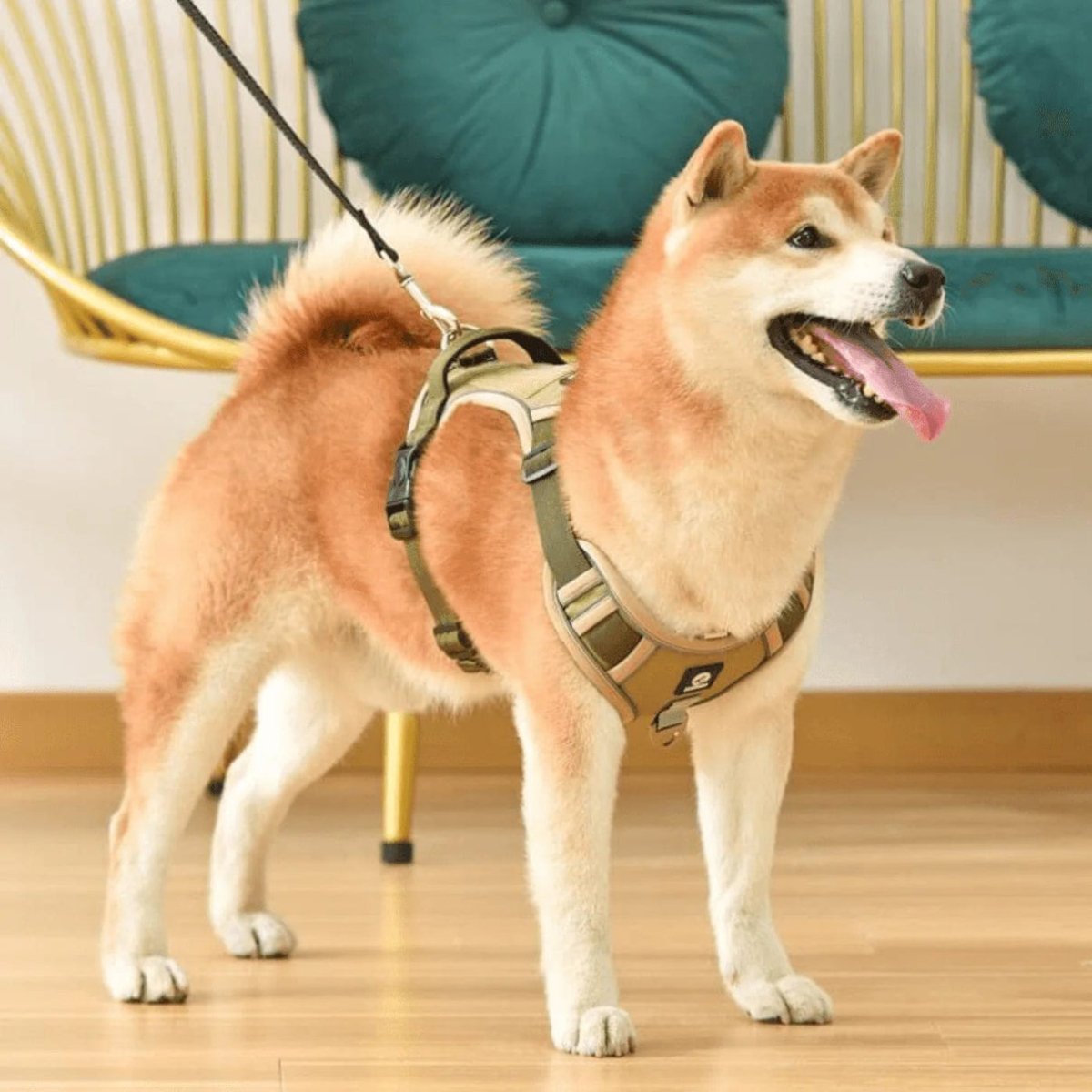 Ultimate No-Pull Dog Harness for Stress-Free Walks